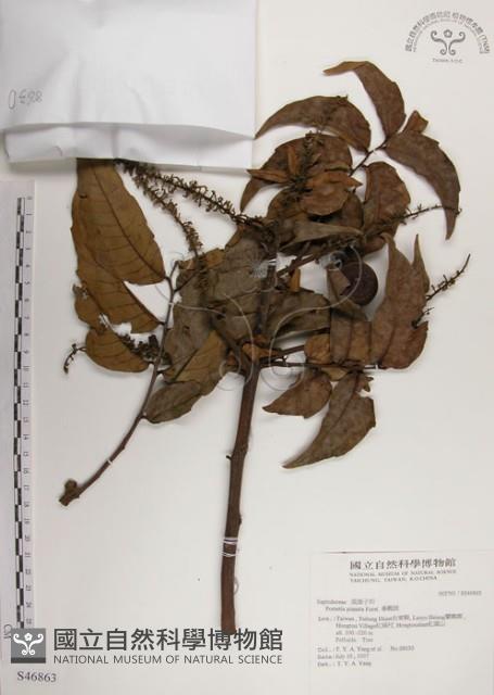 番龍眼藏品圖，第1張