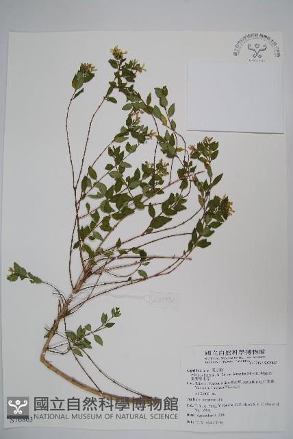 臺灣糯米條藏品圖，第1張