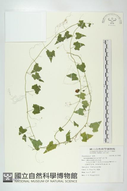 合子草藏品圖，第1張