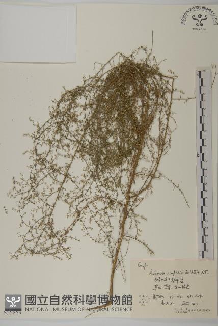 黃蒿藏品圖，第1張