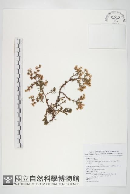 高山佛甲草藏品圖，第1張