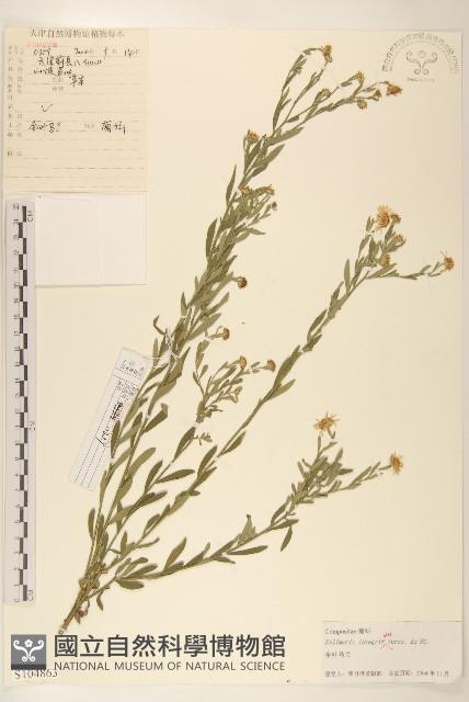 全葉馬蘭藏品圖，第1張