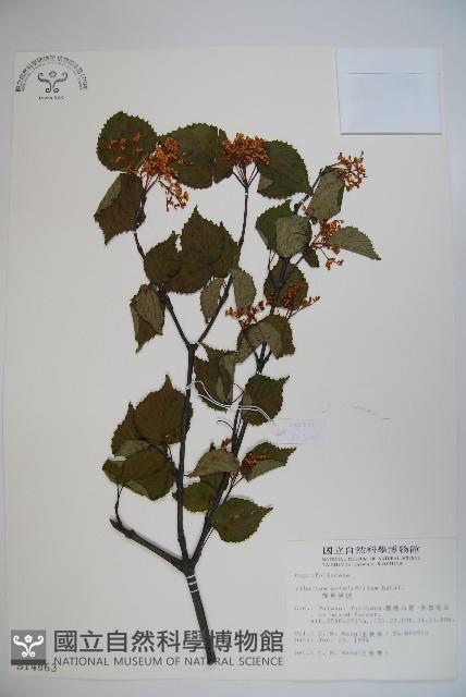 樺葉莢迷、玉山莢迷藏品圖，第1張