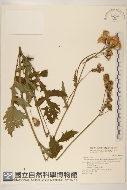 黃花三七草藏品圖，第1張