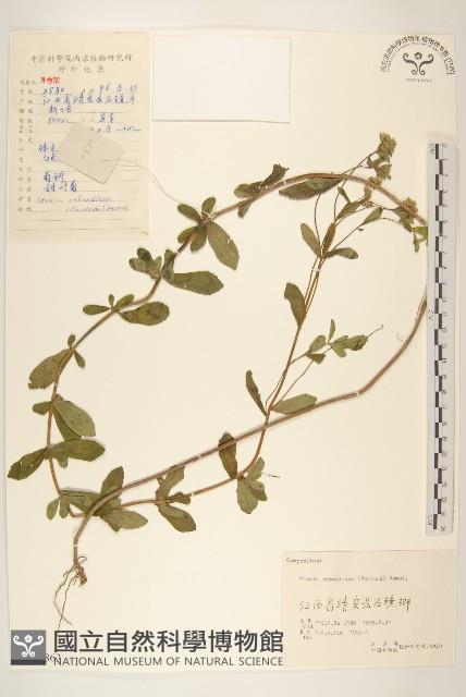 甜葉菊藏品圖，第1張