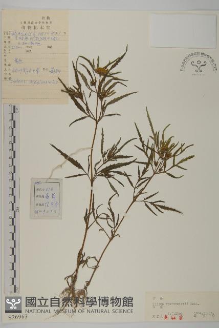 羽葉鬼針草藏品圖，第1張