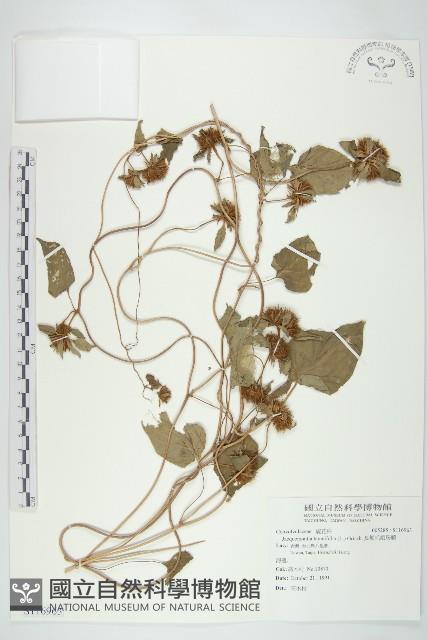 長梗毛娥房藤藏品圖，第1張