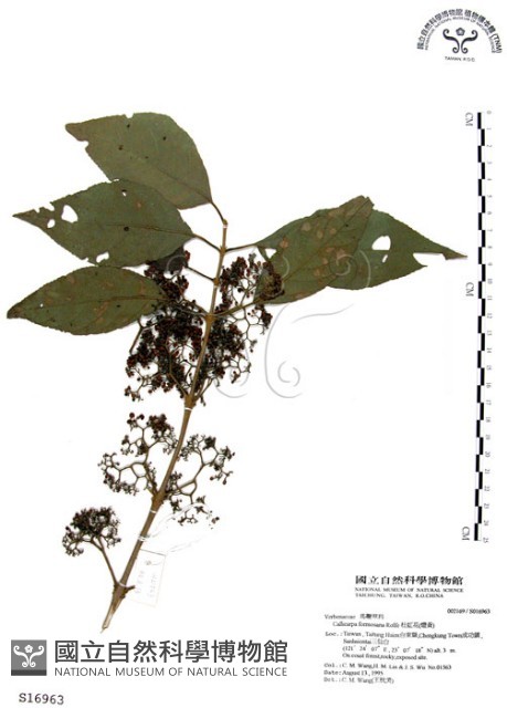 杜虹花，台灣紫珠藏品圖，第1張