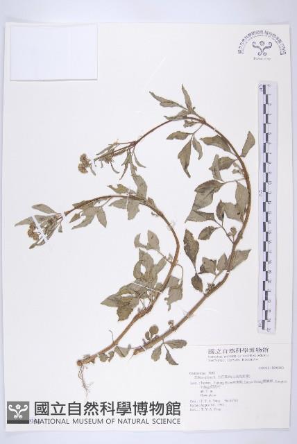 白花鬼針藏品圖，第1張