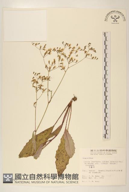 刀傷草藏品圖，第1張