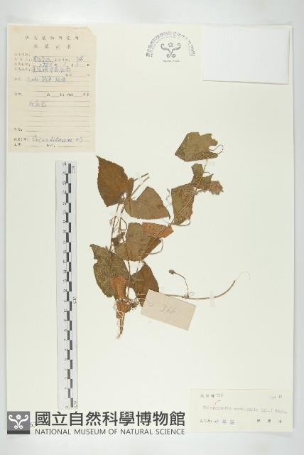 大苞赤瓟藏品圖，第1張