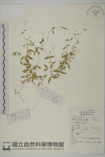 雀舌草藏品圖，第1張