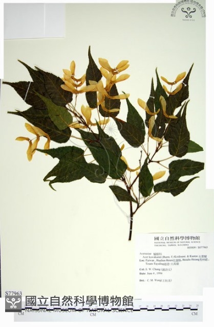 尖葉槭藏品圖，第1張