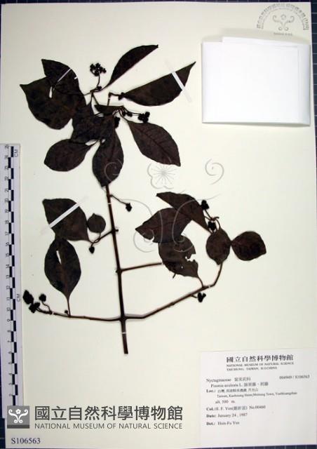 腺果藤、刺藤藏品圖，第1張