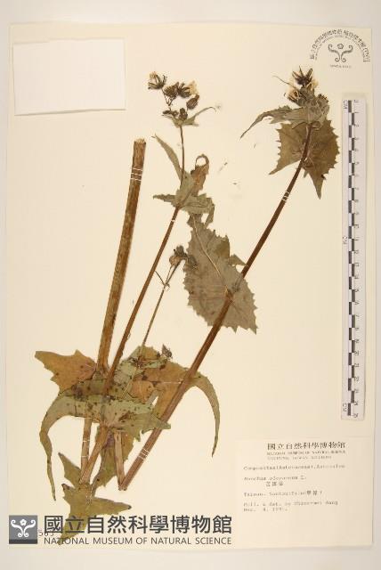 苦滇菜、苦菜藏品圖，第1張