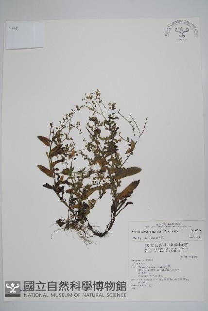 野勿忘草藏品圖，第1張