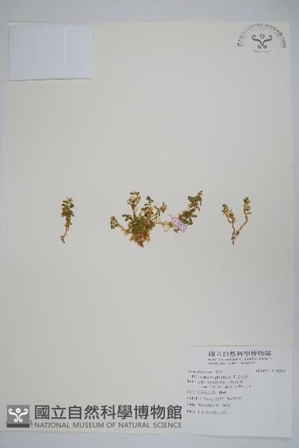 安旱草藏品圖，第1張