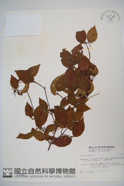 狹葉莢迷藏品圖，第1張