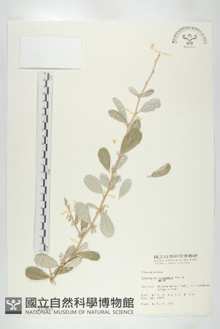 宜梧藏品圖，第1張