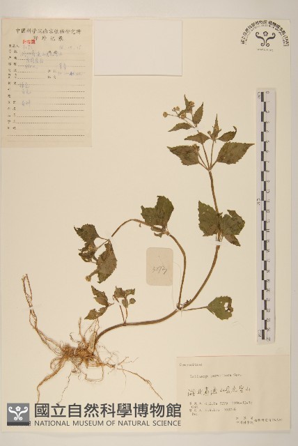 小米菊藏品圖，第1張