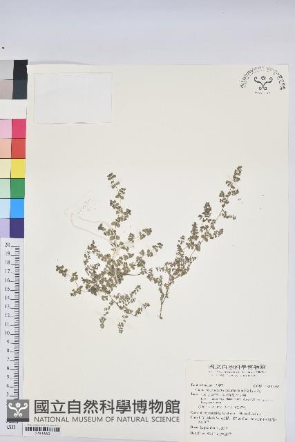 匐根大戟藏品圖，第1張