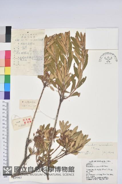 照白杜鵑藏品圖，第1張