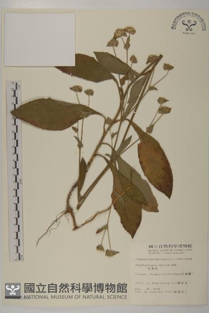 地膽草、毛蓮菜藏品圖，第1張