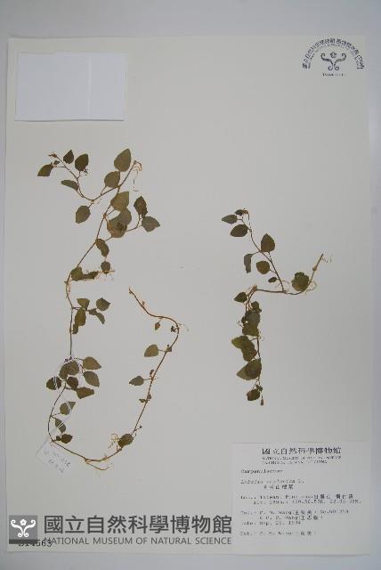 圓葉山梗菜藏品圖，第1張