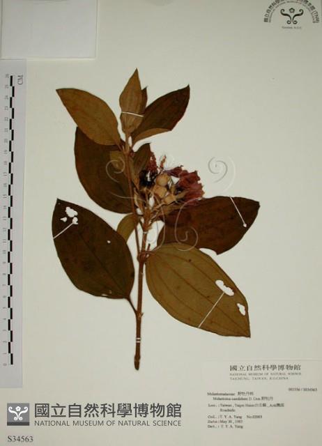 野牡丹藏品圖，第1張