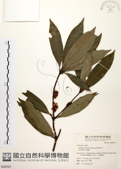 五掌楠藏品圖，第1張