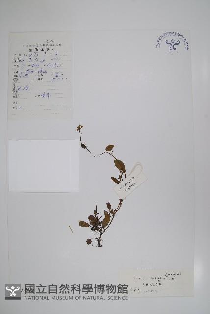 大孔微孔草藏品圖，第1張