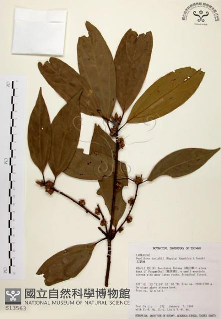 五掌楠藏品圖，第1張