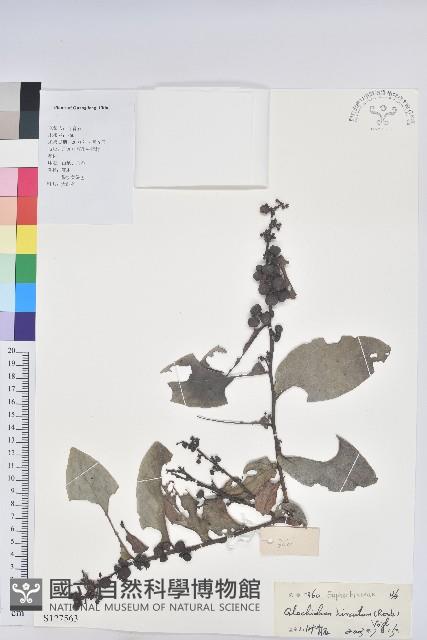 赤血仔、厚葉算盤子藏品圖，第1張