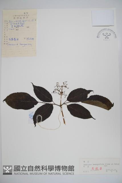 毛接骨木藏品圖，第1張