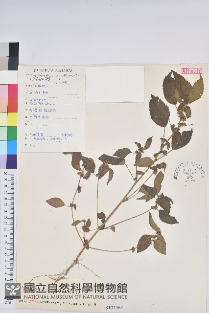 鐵莧菜藏品圖，第1張