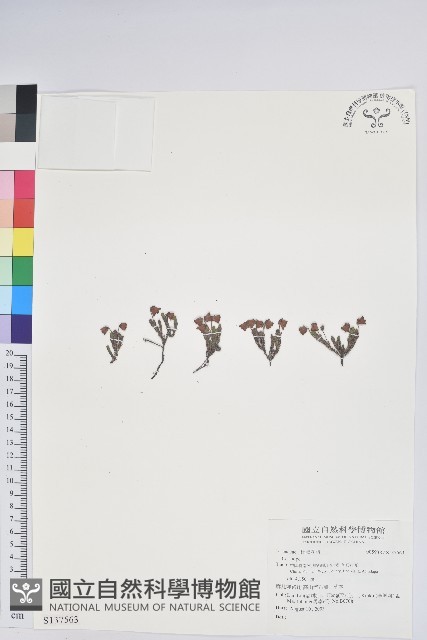 登錄號:S137563藏品圖，第1張