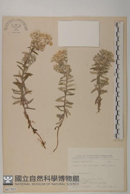 抱莖籟簫藏品圖，第1張