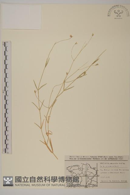 沼繁縷藏品圖，第1張