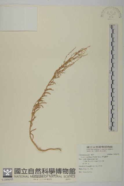 裸花鹼蓬藏品圖，第1張