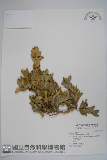 琉球黃楊藏品圖，第1張
