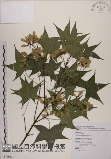 青楓藏品圖，第1張