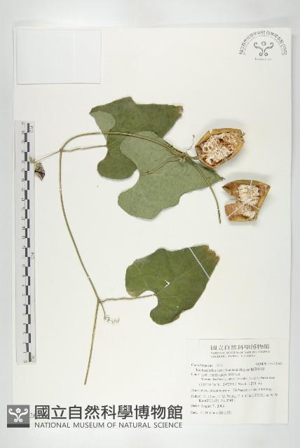 王瓜藏品圖，第1張