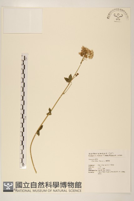 華澤蘭藏品圖，第1張