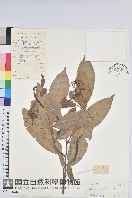 山地五月茶藏品圖，第1張