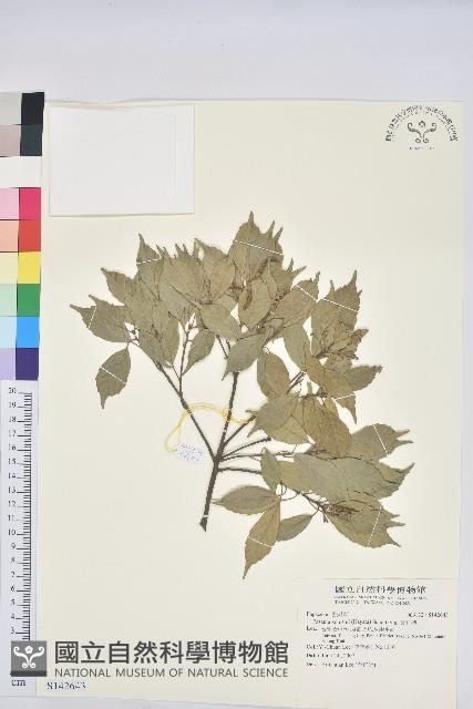 油葉石櫟藏品圖，第1張