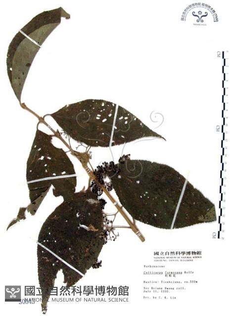 杜虹花，台灣紫珠藏品圖，第1張