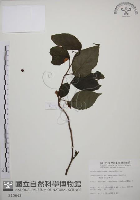 阿里山五味子藏品圖，第1張