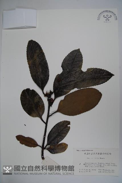 廣葉冬青、大葉冬青、苦丁茶藏品圖，第1張