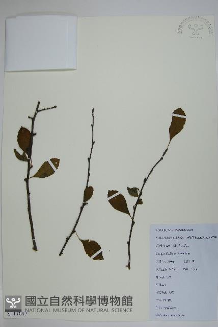 鼠李冬青、滿樹星藏品圖，第1張