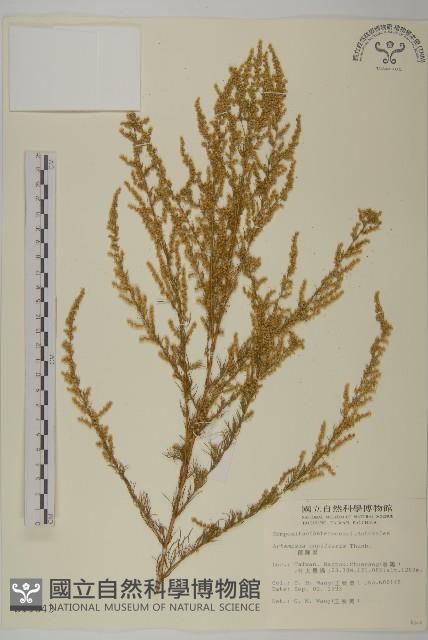 茵蔯蒿藏品圖，第1張